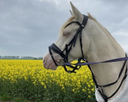 Dressurpferd Moschine Royal CH (Deutsches Reitpony, 2020, von FS Mr. Right)