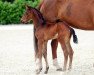 dressage horse Hengst von Dinario / Fidertanz (Westphalian, 2017, from Dinario 7)