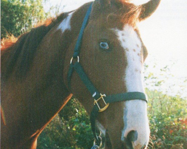 stallion Whiskey Doolin (Paint Horse, 2009, from Doolins Hotrodder)