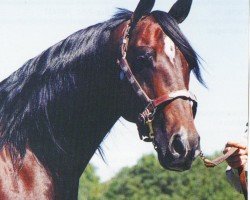 horse Tang N Pep (Quarter Horse, 1985, from Peppy San Badger)