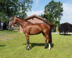jumper Guadalupe 5 (Holsteiner, 2014, from Lux Z)