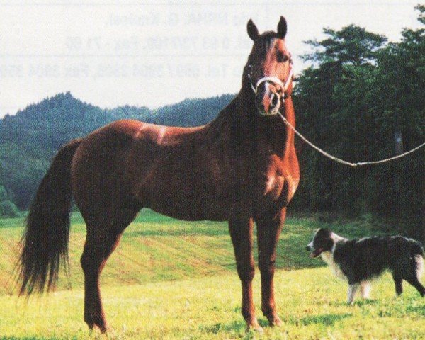 stallion Bea Nifty Pine (Quarter Horse, 1982, from Great Pine)
