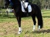 Dressurpferd Fiorino 32 (Hannoveraner, 2018, von Finnigan)