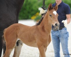 dressage horse Baccardik Hg (Westphalian, 2017, from Baccardi)