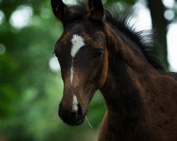 dressage horse Tia Farah (Oldenburg, 2020, from Foundation 2)