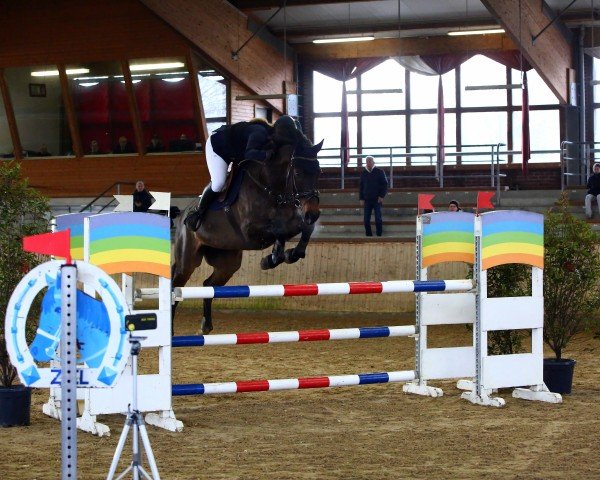 jumper Carlo 525 (German Sport Horse, 2016, from Casario)