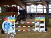 Springpferd Carlo 525 (Deutsches Sportpferd, 2016, von Casario)