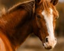 dressage horse Belmondo E (Oldenburg, 2022, from Callaho's Benicio)