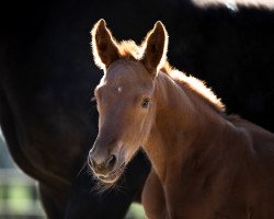 dressage horse Tapsi Turtle (Oldenburg, 2020, from Totilas)