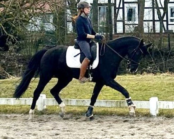 dressage horse Florivana (Hanoverian, 2015, from Fuechtels Floriscount OLD)