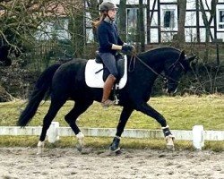 dressage horse Florivana (Hanoverian, 2015, from Fuechtels Floriscount OLD)