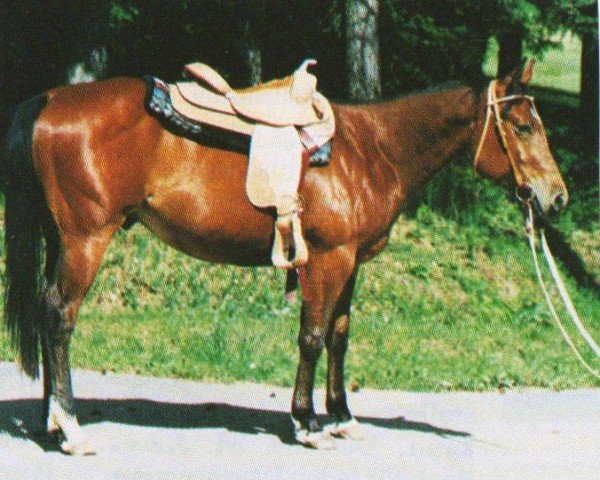 Pferd Bueno (Quarter Horse, 1995, von Shades Of Wonder)