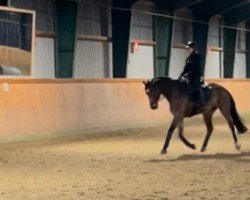 dressage horse Selfmade (Oldenburg, 2014, from Sapperdeflap)