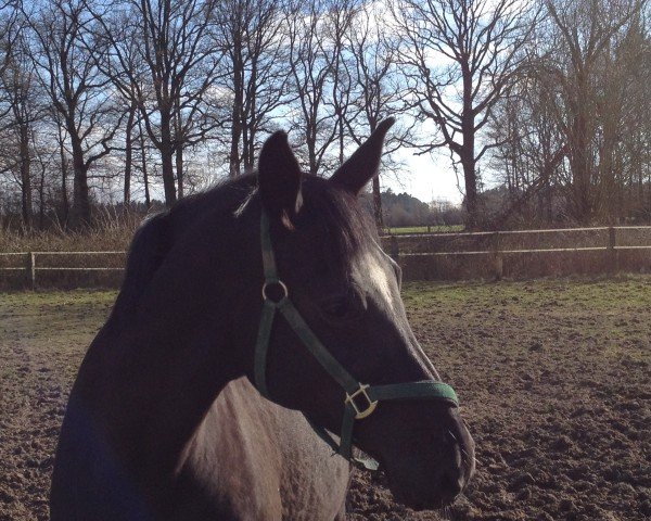 broodmare Rivana 23 (Hanoverian, 1998, from Rubin Magic)