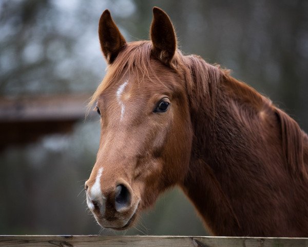 broodmare Royal Rose (Oldenburg, 2018, from Royal Doruto OLD)