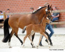 Pferd Pretty Girl (Westfale, 2017, von Pinocchio S.w.)