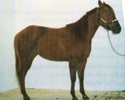 horse Johnnies Red Sailer (Quarter Horse, 1996, from Cee Blair Sailor)