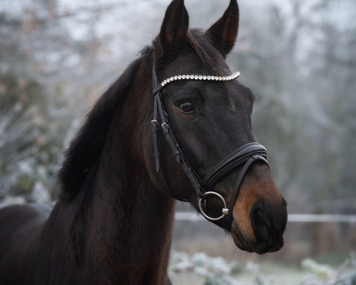 Dressurpferd Ferina (Hannoveraner, 2010, von Fidertanz)