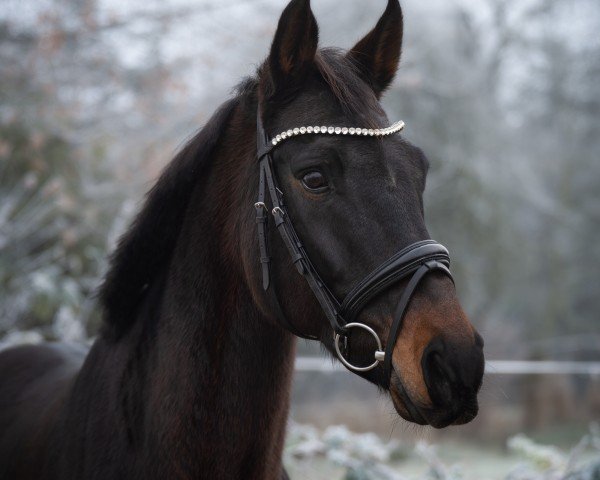 dressage horse Ferina (Hanoverian, 2010, from Fidertanz)