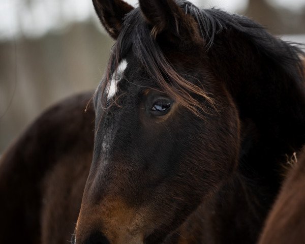 broodmare Rosally (Oldenburg, 2019, from Rotspon)