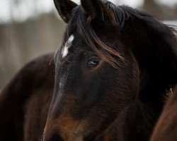 Pferd Rosally (Oldenburger, 2019, von Rotspon)