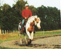 Pferd Smoke (Paint Horse, 1993, von Docs Smokin Lena)