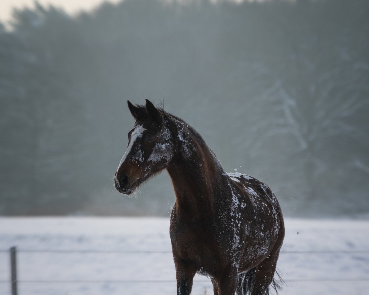 broodmare Dandula (Hanoverian, 2008, from Don Romantic)