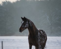 broodmare Dandula (Hanoverian, 2008, from Don Romantic)