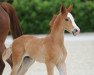 dressage horse Hengst von Baccardi / Floresco (Westphalian, 2017, from Baccardi)