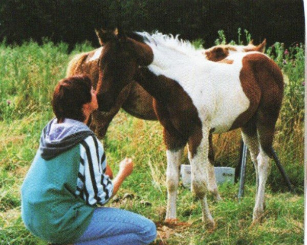 horse Candy Man (Paint Horse, 1997, from Doolins Hotrodder)