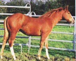 Pferd Skyclarkes Voice (Paint Horse, 1998, von Skyclarke Bingo)