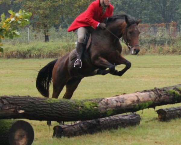 jumper La Bell 12 (German Sport Horse, 2010, from Landrebell)