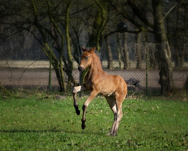 broodmare Caramia (Oldenburg, 2020, from Sir Donnerhall I)