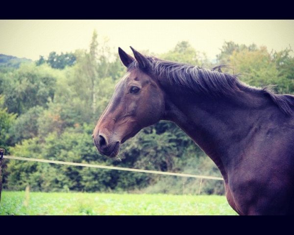 horse Lennox 54 (Holsteiner,  , from Lord Calando)