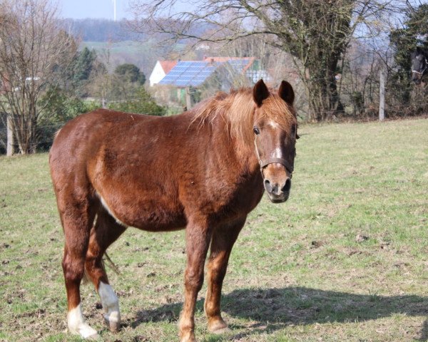 broodmare Lindi (German Riding Pony, 1992, from Luzern)