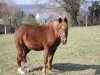 broodmare Lindi (German Riding Pony, 1992, from Luzern)
