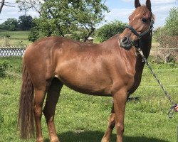 Springpferd Oulartleigh Barbie Girl (Irish Sport Horse, 2015)