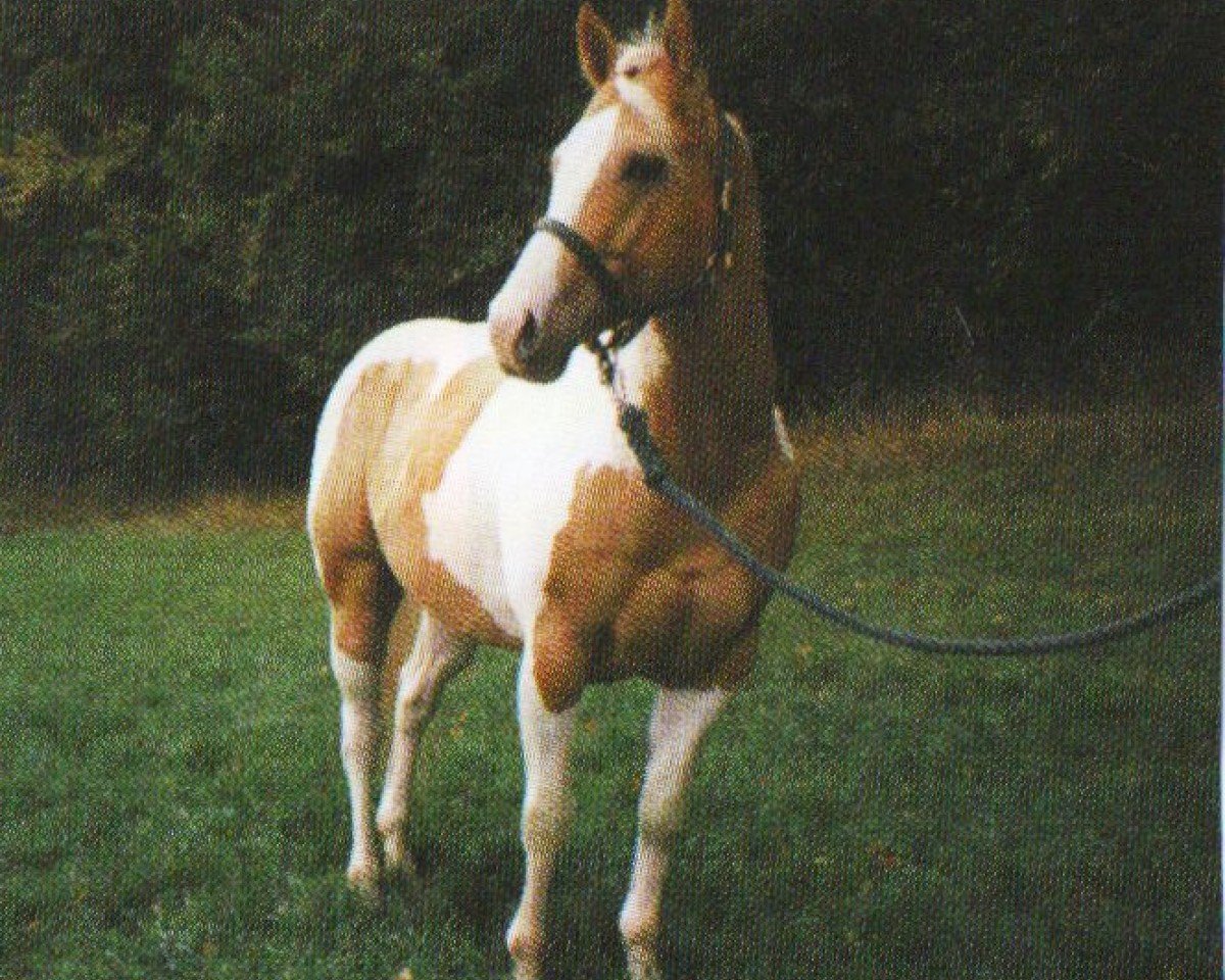 horse Hengst von Cutter Bills Star (Paint Horse, 1993, from Cutter Bills Star)