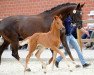 dressage horse Deluna DS (Westphalian, 2017, from Glock's Dream Boy)