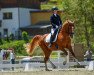 Deckhengst Dancing Chrome (Deutsches Reitpony, 2014, von Dreidimensional AT NRW)