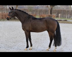 dressage horse Final Destination 19 (German Riding Pony, 2017, from Future Dream)