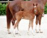 dressage horse Federweiß 2 (Westphalian, 2017, from For Final)