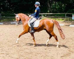 stallion New Hope 7 (German Riding Pony, 2016, from Fs Numero Uno)