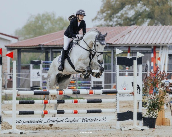 jumper Cockney Jk (Hanoverian, 2018, from Cassus 2)