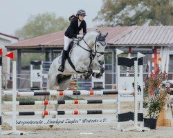 jumper Cockney Jk (Hanoverian, 2018, from Cassus 2)