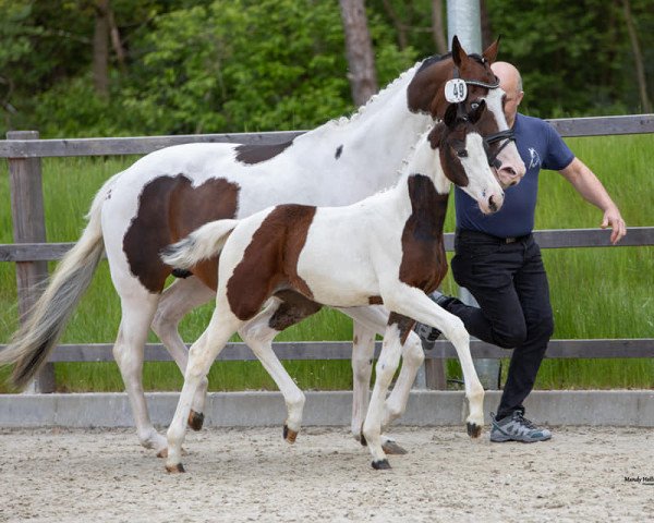 dressage horse Aquila S (Pinto / Hunter, 2021, from Thiago Gs OLD)