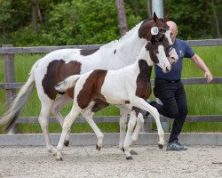 Dressurpferd Aquila S (Pinto/Hunter, 2021, von Thiago GS OLD)