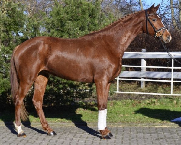 dressage horse Florisco (Hanoverian, 2011, from Fuechtels Floriscount OLD)