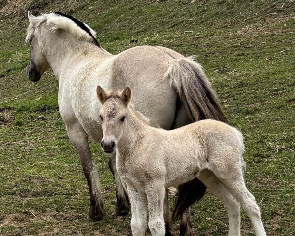 foal by Lagertha (Fjord Horse, 2025, from Ilribo)
