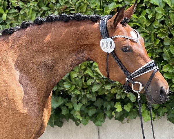 dressage horse Smilla 164 (German Riding Pony, 2021, from DSP COSMO ROYALE)